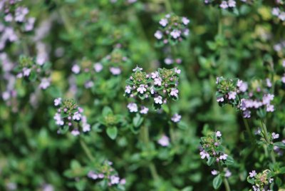 Thymus praescos - mateřídouška časná pravá - květenství